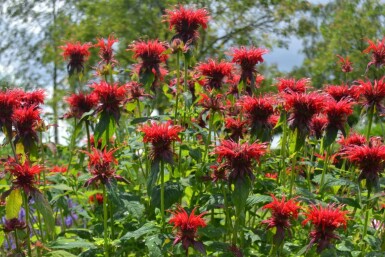 Garten-Indianernessel Monarda 'Cambridge Scarlet' 5-10 Topf 9x9 cm (P9) Monarda 'Cambridge Scarlet'