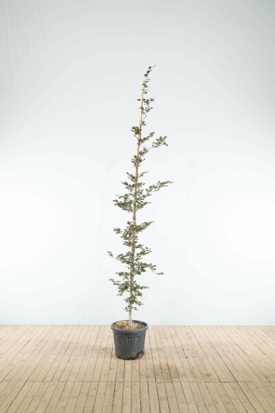 Blut-Buche Fagus sylvatica 'Atropunicea' Stammbusch Stammumfang 6-8 T Fagus sylvatica 'Atropunicea' Stammbusch 6-8