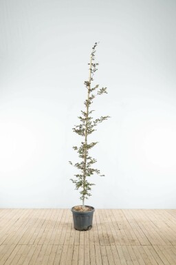 Blut-Buche Fagus sylvatica 'Atropunicea' Stammbusch Stammumfang 6-8 T Fagus sylvatica 'Atropunicea' Stammbusch 6-8