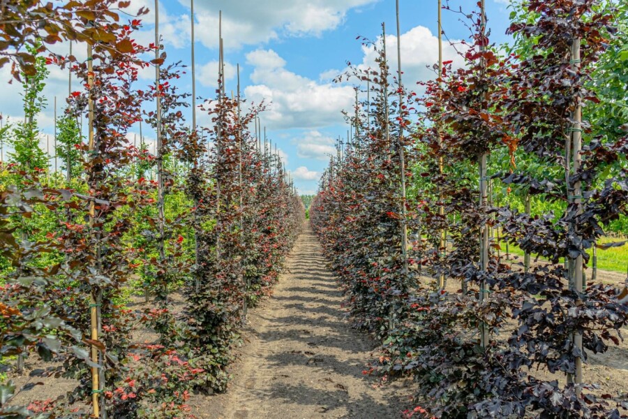 Blut-Buche Fagus sylvatica 'Atropunicea' Stammbusch Stammumfang 6-8 T Fagus sylvatica 'Atropunicea' Stammbusch 6-8