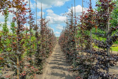 Blut-Buche Fagus sylvatica 'Atropunicea' Stammbusch Stammumfang 6-8 T Fagus sylvatica 'Atropunicea' Stammbusch 6-8