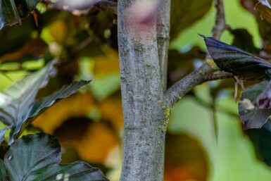 Blut-Buche Fagus sylvatica 'Atropunicea' Mehrstämmig 250-300 T Fagus sylvatica 'Atropunicea' Mehrstämmig 250-300