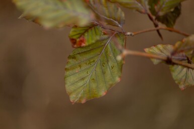 Blut-Buche Fagus sylvatica 'Atropunicea' Spalierbaum Fagus sylvatica 'Atropunicea' Spalierbaum
