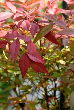 Himmelsbambus Nandina domestica Strauch 30-40 Topf 2 ltr. (C2)