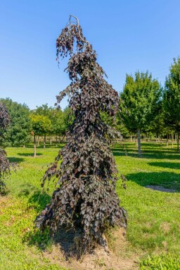 Rot-Buche Fagus sylvatica 'Purple Fountain' Fagus sylvatica 'Purple Fountain'
