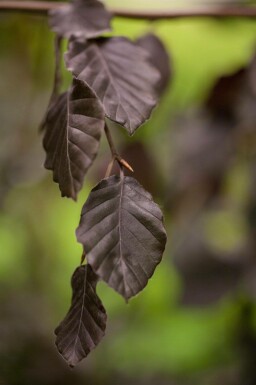 Rot-Buche Fagus sylvatica 'Purple Fountain' Fagus sylvatica 'Purple Fountain'