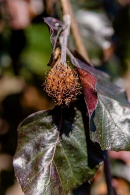 Rot-Buche Fagus sylvatica 'Purpurea Pendula' Fagus sylvatica 'Purpurea Pendula'
