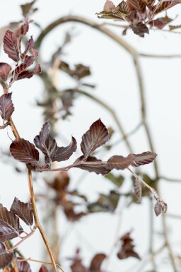 Rot-Buche Fagus sylvatica 'Purpurea Pendula' Hochstamm Fagus sylvatica 'Purpurea Pendula' Hochstamm