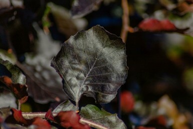 Rot-Buche Fagus sylvatica 'Purpurea Pendula' Hochstamm Fagus sylvatica 'Purpurea Pendula' Hochstamm