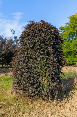 Rot-Buche Fagus sylvatica 'Purpurea Pendula' Trauerförmig Fagus sylvatica 'Purpurea Pendula' Trauerform