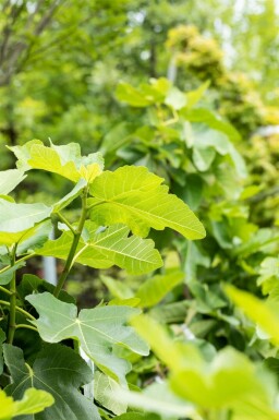 Feigenbaum Ficus carica Ficus carica