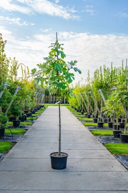 Feigenbaum Ficus carica Hochstamm Ficus carica Hochstamm