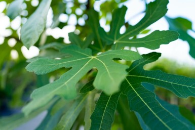 Feigenbaum Ficus carica Hochstamm Ficus carica Hochstamm