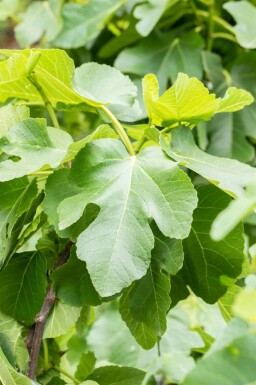 Feigenbaum Ficus carica Mehrstämmig Ficus carica Mehrstämmig