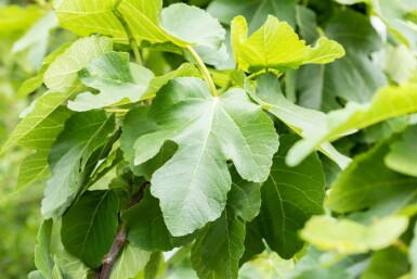 Feigenbaum Ficus carica Mehrstämmig Ficus carica Mehrstämmig