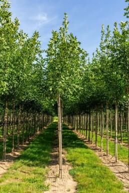 WeiĂ-Esche Fraxinus americana Fraxinus americana