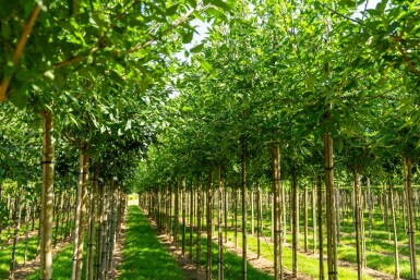 Weiß-Esche Fraxinus americana Hochstamm Stammumfang 10-12 T Fraxinus americana Hochstamm 10/12