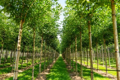 Weiß-Esche Fraxinus americana Hochstamm Stammumfang 10-12 T Fraxinus americana Hochstamm 10/12