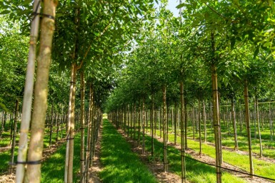 Weiß-Esche Fraxinus americana Hochstamm Stammumfang 10-12 T Fraxinus americana Hochstamm 10/12