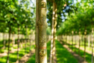 Weiß-Esche Fraxinus americana Hochstamm Stammumfang 10-12 T Fraxinus americana Hochstamm 10/12