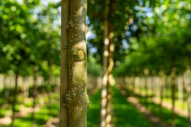 Weiß-Esche Fraxinus americana Hochstamm Stammumfang 10-12 T Fraxinus americana Hochstamm 10/12