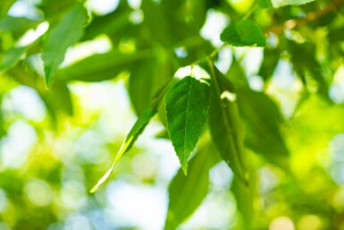 Weiß-Esche Fraxinus americana Hochstamm Stammumfang 10-12 T Fraxinus americana Hochstamm 10/12