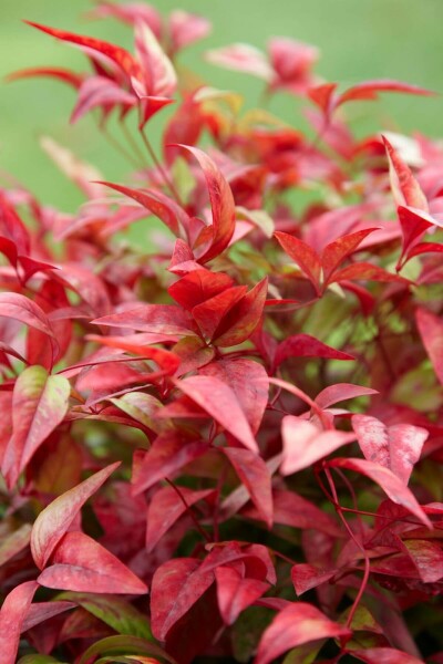Himmelsbambus Nandina domestica 'Firepower' Strauch 20-30 Topf 2 ltr. (C2) Nandina domestica 'Firepower' Strauch 20-30 cm