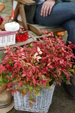 Himmelsbambus Nandina domestica 'Firepower' Strauch 20-30 Topf 2 ltr. (C2) Nandina domestica 'Firepower' Strauch 20-30 cm