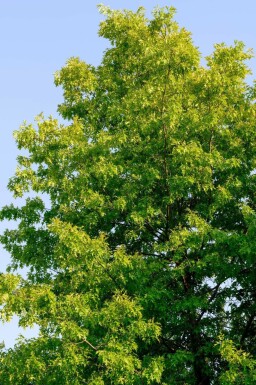 Weiß-Esche Fraxinus americana 'Skyline' Hochstamm Fraxinus americana 'Skyline' Hochstamm