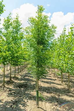 Schmalblättrige Esche Fraxinus angustifolia 'Raywood' Fraxinus angustifolia 'Raywood'