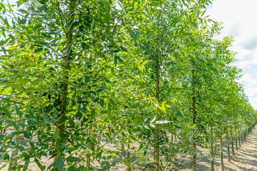 Schmalblättrige Esche Fraxinus angustifolia 'Raywood' Hochstamm Stammumfang 10-12 T Fraxinus angustifolia 'Raywood' Hochstamm 10/12