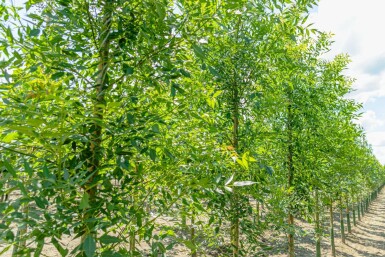 Schmalblättrige Esche Fraxinus angustifolia 'Raywood' Hochstamm Stammumfang 10-12 T Fraxinus angustifolia 'Raywood' Hochstamm 10/12