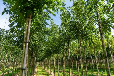 Schmalblättrige Esche Fraxinus angustifolia 'Raywood' Hochstamm Stammumfang 10-12 T Fraxinus angustifolia 'Raywood' Hochstamm 10/12