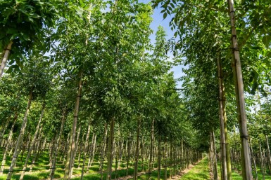 Schmalblättrige Esche Fraxinus angustifolia 'Raywood' Hochstamm Stammumfang 10-12 T Fraxinus angustifolia 'Raywood' Hochstamm 10/12