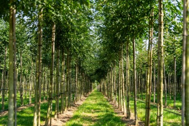 Schmalblättrige Esche Fraxinus angustifolia 'Raywood' Hochstamm Stammumfang 10-12 T Fraxinus angustifolia 'Raywood' Hochstamm 10/12