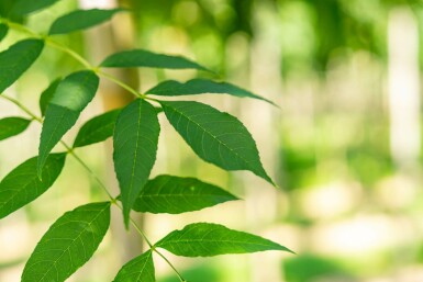 Schmalblättrige Esche Fraxinus angustifolia 'Raywood' Hochstamm Stammumfang 10-12 T Fraxinus angustifolia 'Raywood' Hochstamm 10/12