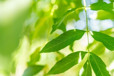 Schmalblättrige Esche Fraxinus angustifolia 'Raywood' Hochstamm Stammumfang 10-12 T Fraxinus angustifolia 'Raywood' Hochstamm 10/12