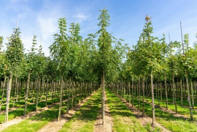 Schmalblättrige Esche Fraxinus angustifolia 'Raywood' Hochstamm Stammumfang 10-12 T Fraxinus angustifolia 'Raywood' Hochstamm 10/12