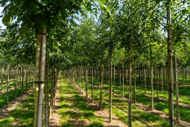 Schmalblättrige Esche Fraxinus angustifolia 'Raywood' Hochstamm Stammumfang 10-12 T Fraxinus angustifolia 'Raywood' Hochstamm 10/12