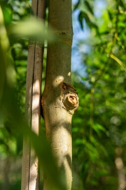 Gemeine Esche Fraxinus excelsior Hochstamm Stammumfang 10-12 T Fraxinus excelsior Hochstamm 10/12