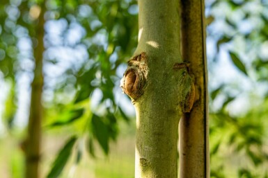 Gemeine Esche Fraxinus excelsior Hochstamm Stammumfang 10-12 T Fraxinus excelsior Hochstamm 10/12