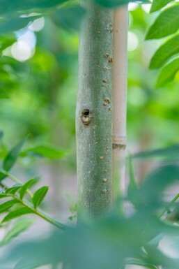 Gemeine Esche Fraxinus excelsior Hochstamm Stammumfang 10-12 T Fraxinus excelsior Hochstamm 10/12