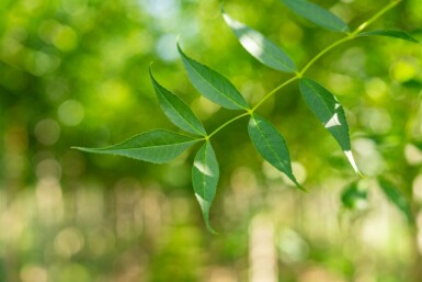 Gemeine Esche Fraxinus excelsior Hochstamm Stammumfang 10-12 T Fraxinus excelsior Hochstamm 10/12