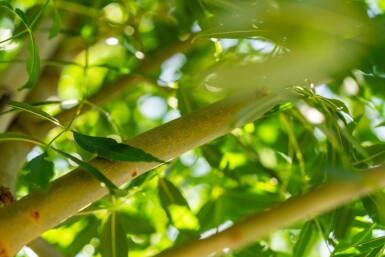 Gemeine Esche Fraxinus excelsior Hochstamm Stammumfang 10-12 T Fraxinus excelsior Hochstamm 10/12