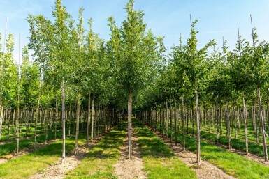 Gemeine Esche Fraxinus excelsior Hochstamm Stammumfang 10-12 T Fraxinus excelsior Hochstamm 10/12