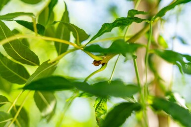 Gemeine Esche Fraxinus excelsior Hochstamm Stammumfang 10-12 T Fraxinus excelsior Hochstamm 10/12