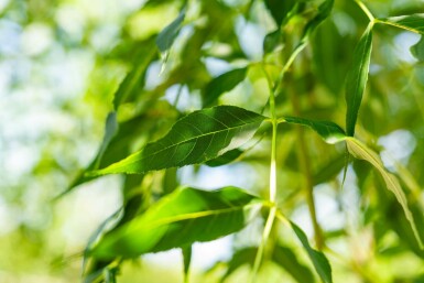 Gemeine Esche Fraxinus excelsior Hochstamm Stammumfang 10-12 T Fraxinus excelsior Hochstamm 10/12