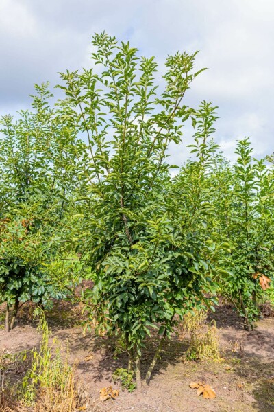 Fraxinus ornus Mehrstämmig 400-450