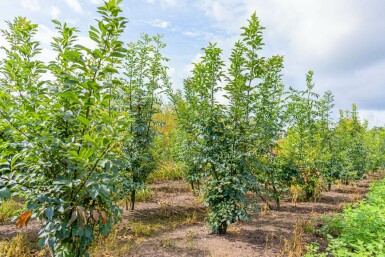Manna-Esche Fraxinus ornus Mehrstämmig Fraxinus ornus Mehrstämmig