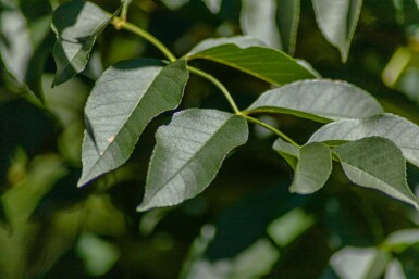 Fraxinus ornus Mehrstämmig 400-450
